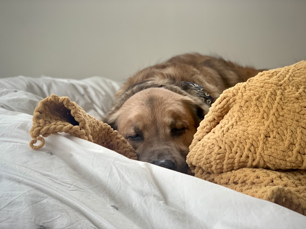 brown and black short coated dog lying on white bed