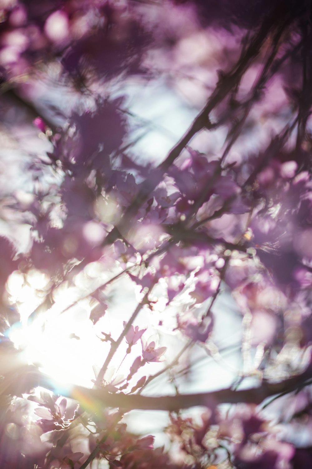 fiori rosa e bianchi durante il giorno