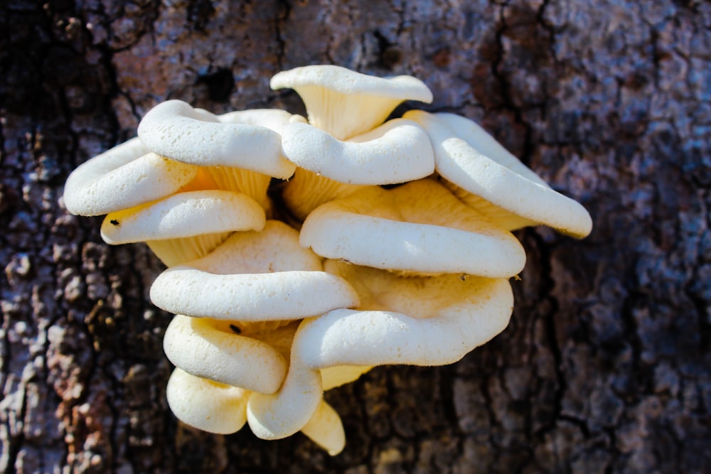 white mushrooms on black soil