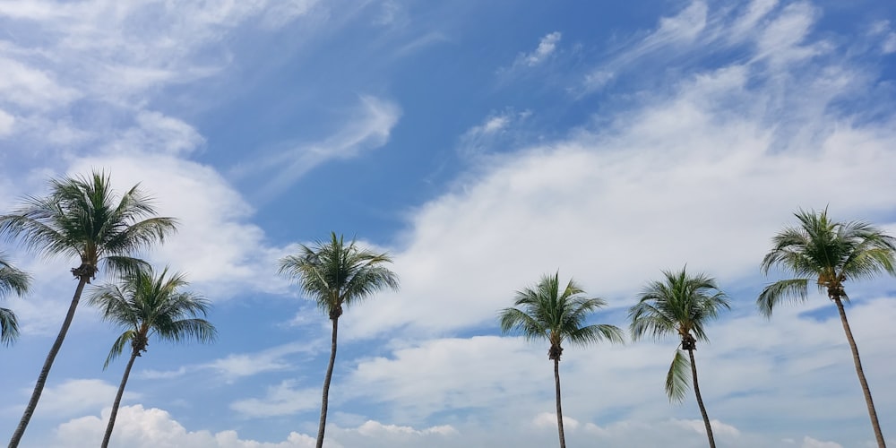 green palm tree under blue sky during daytime