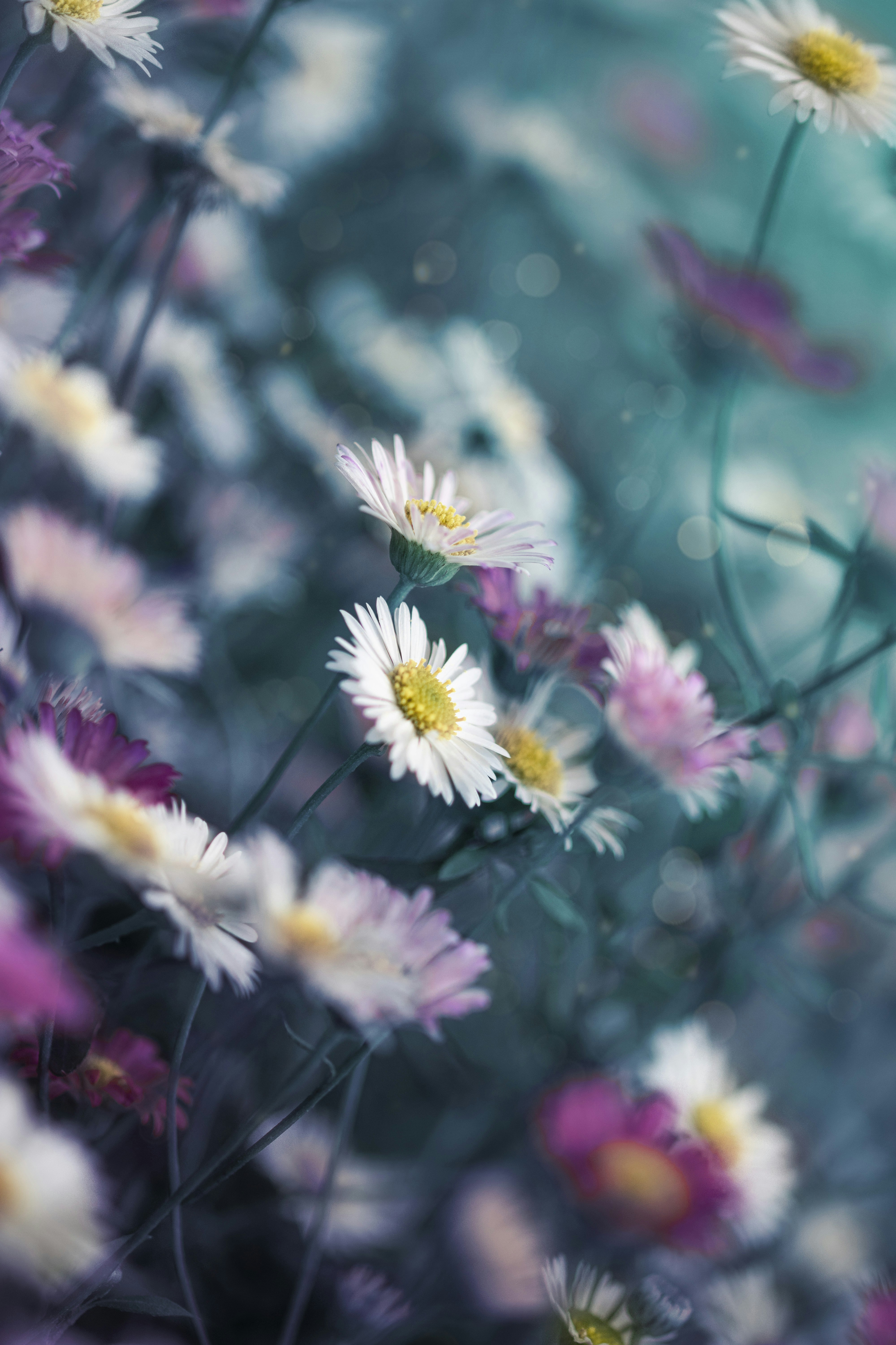 Photo by mayaheine