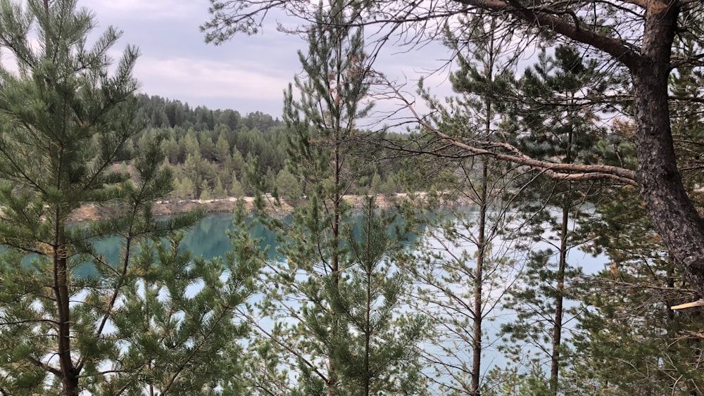 green trees beside river under blue sky during daytime