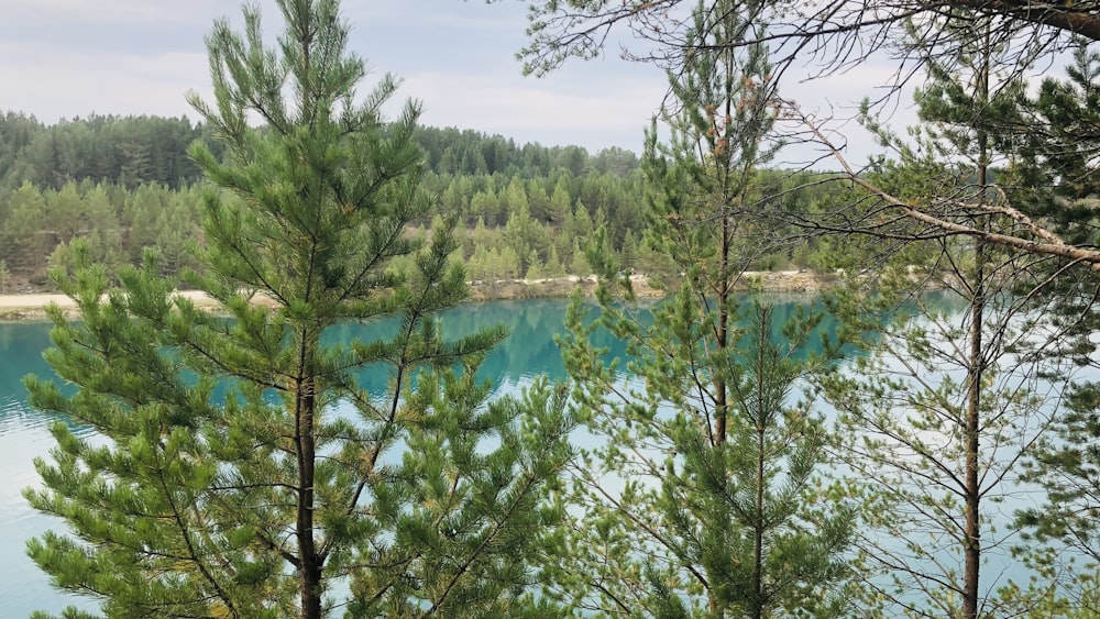 green trees beside blue lake under blue sky during daytime