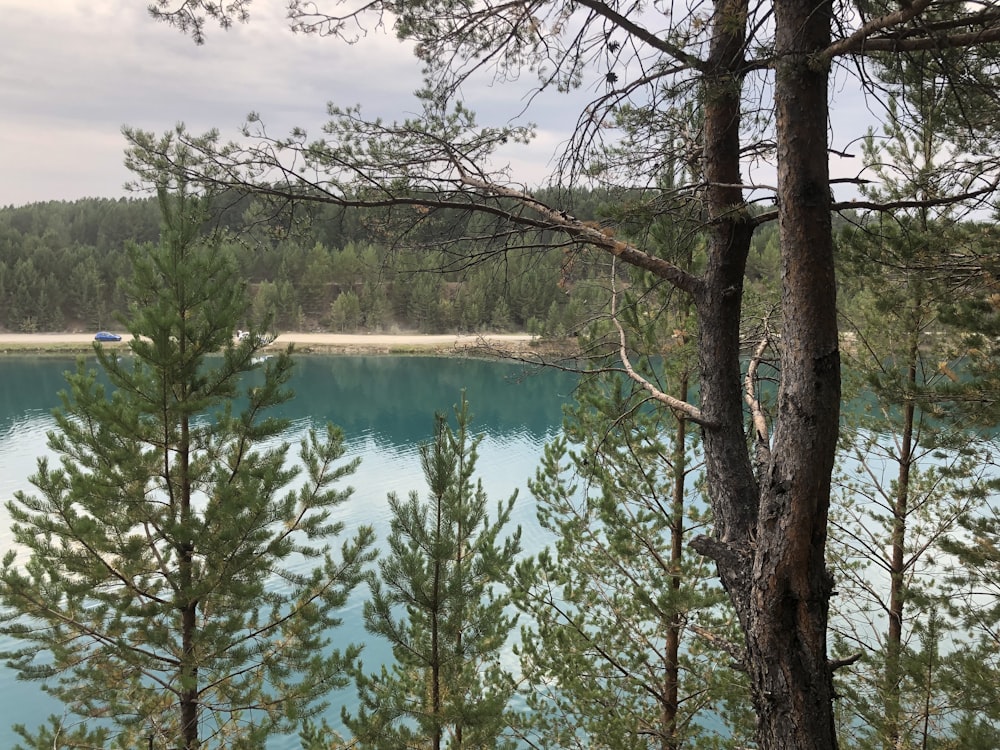 green trees beside body of water during daytime