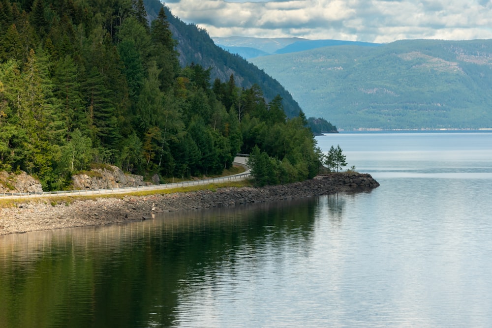 green trees near body of water during daytime