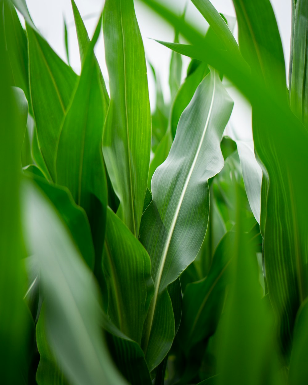 green corn plant during daytime