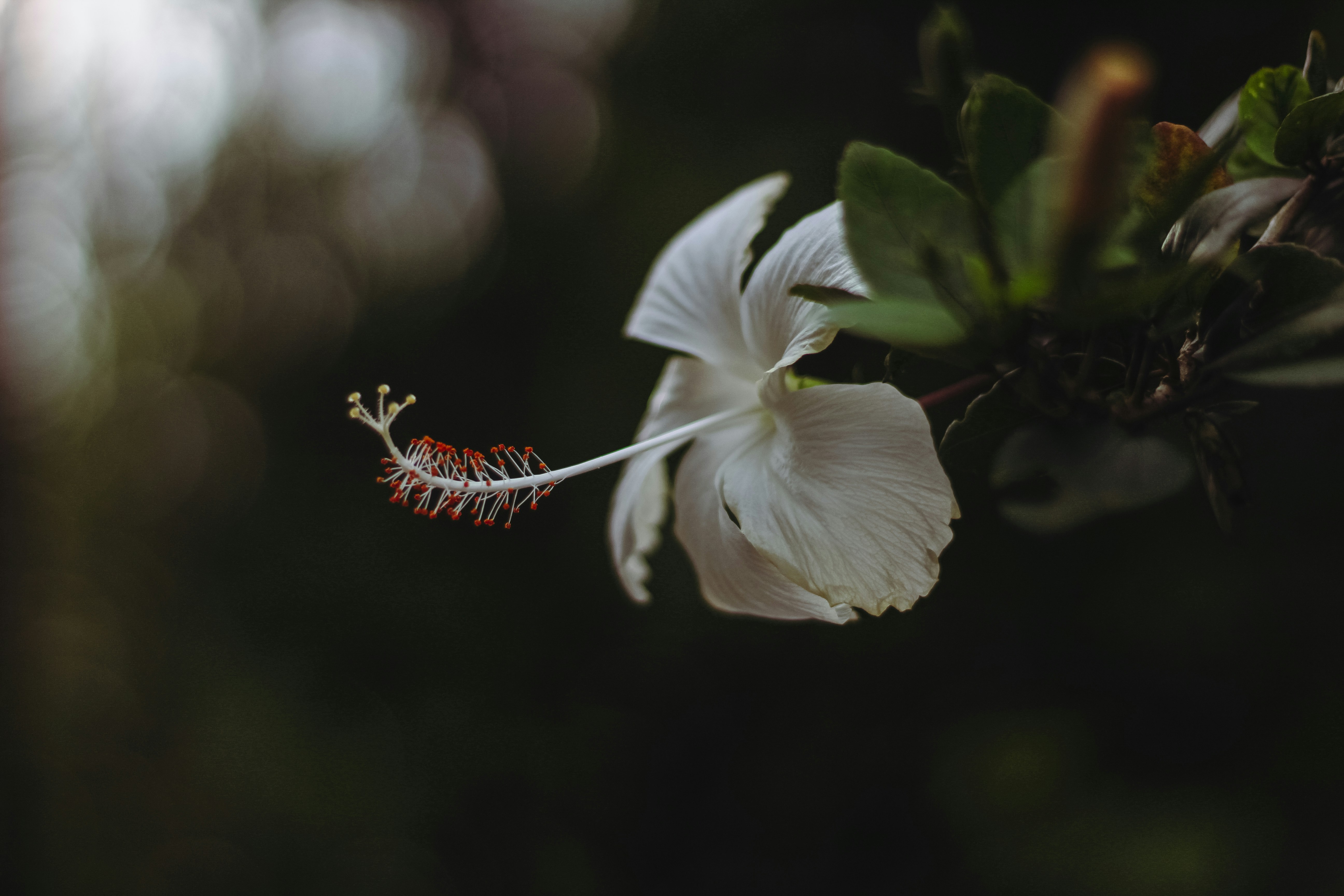 white hibiscus in bloom during daytime