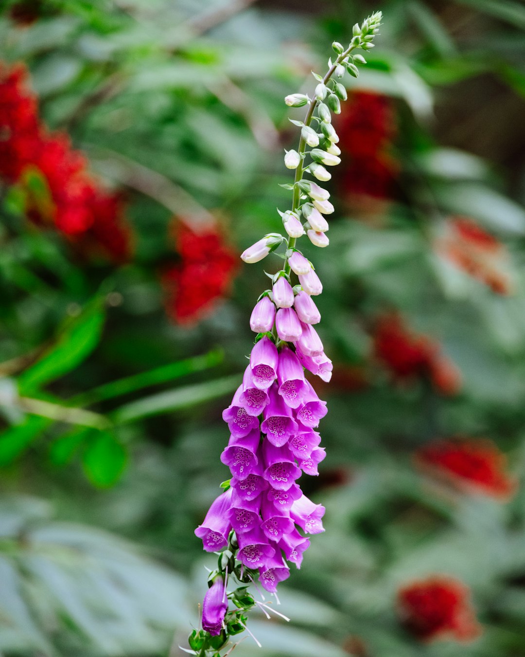 purple flower in tilt shift lens