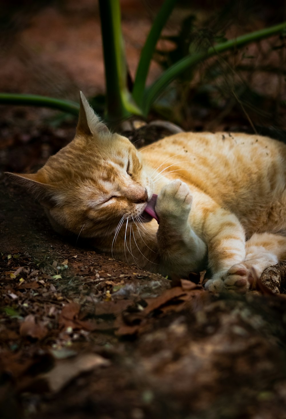 orange tabby cat lying on ground