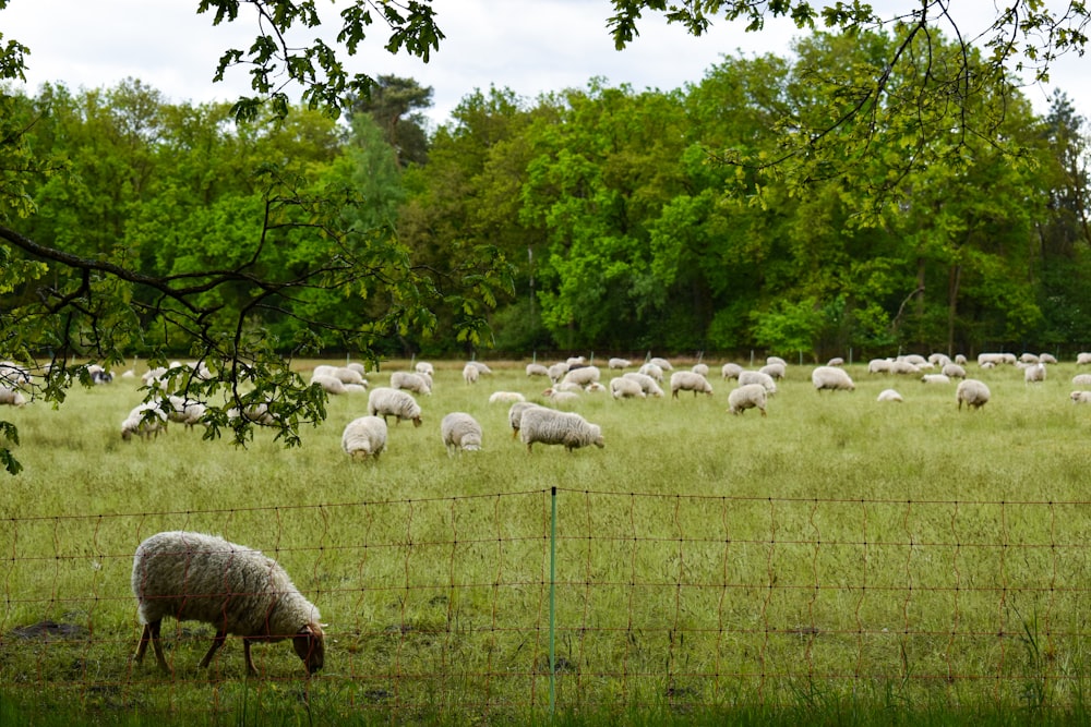 troupeau de moutons sur un champ d’herbe verte pendant la journée
