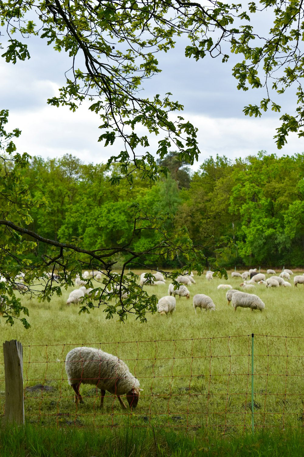 herd of sheep on green grass field during daytime