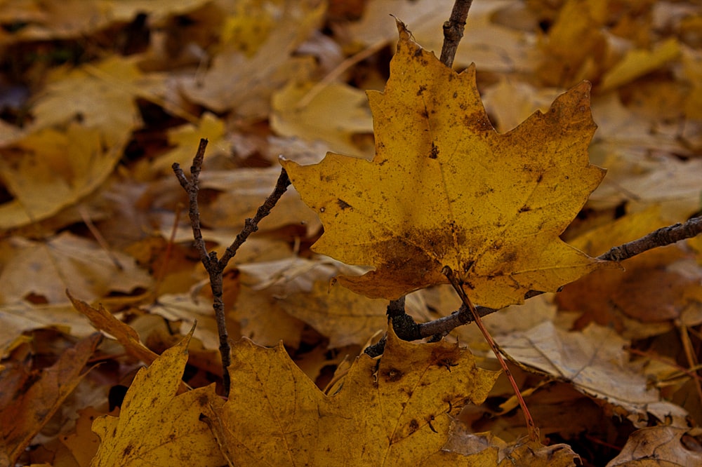 yellow maple leaf on ground