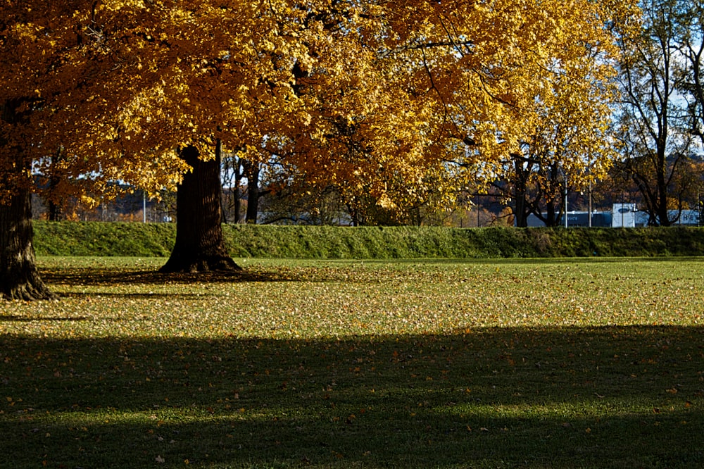 people walking on green grass field near brown leaf trees during daytime
