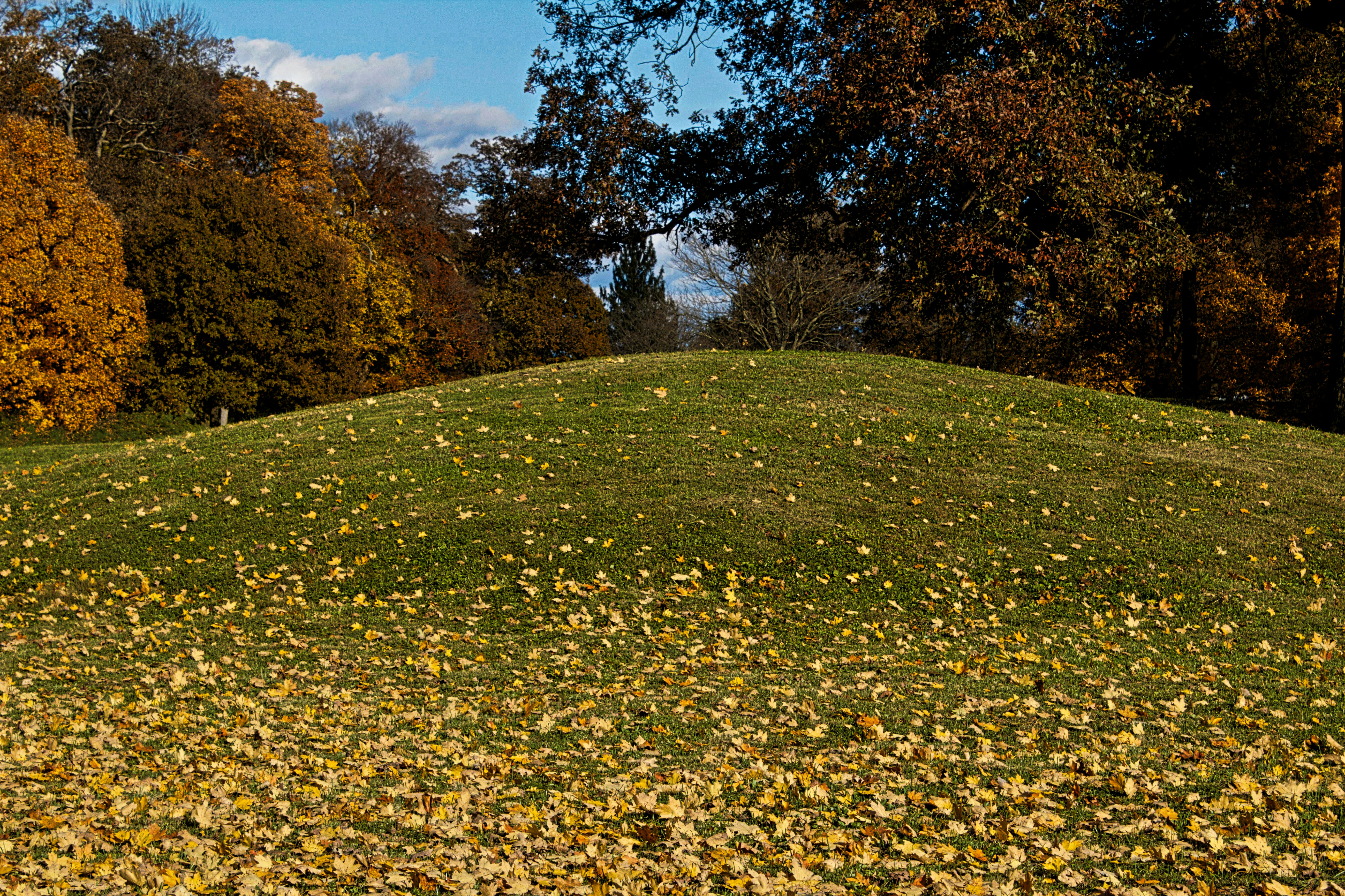 green grass field with trees