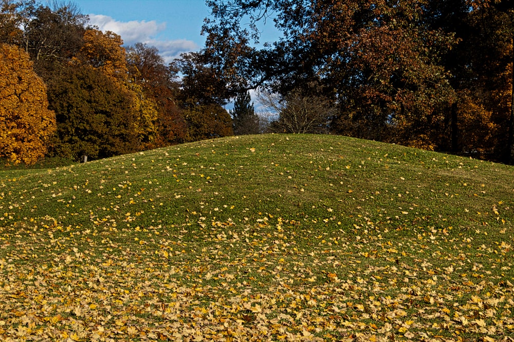 green grass field with trees