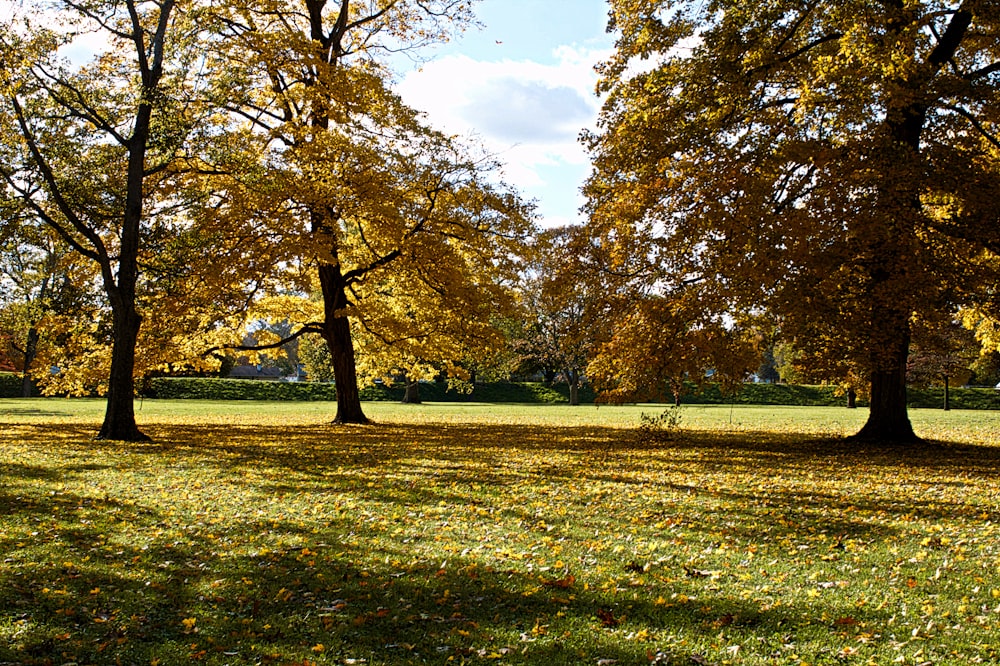 campo di erba verde con alberi durante il giorno