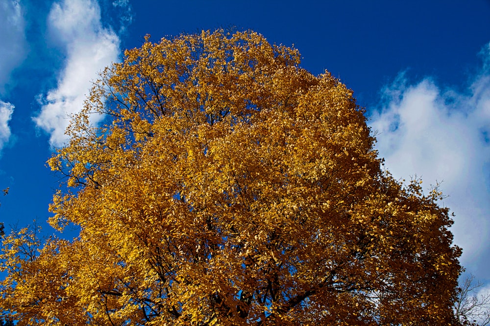 árbol de hojas amarillas bajo el cielo azul durante el día