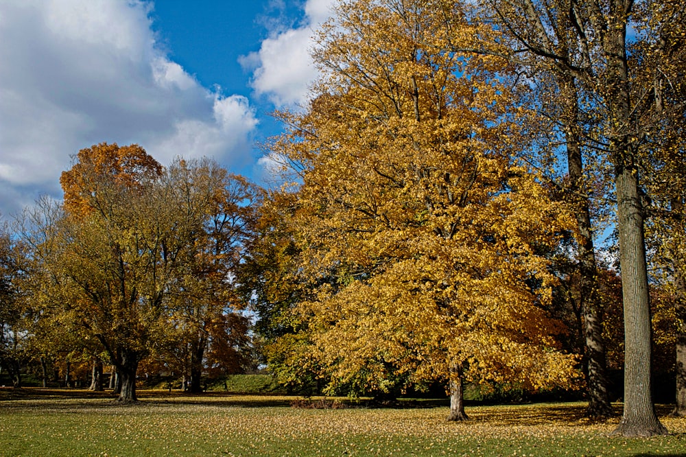 yellow and green trees under blue sky during daytime