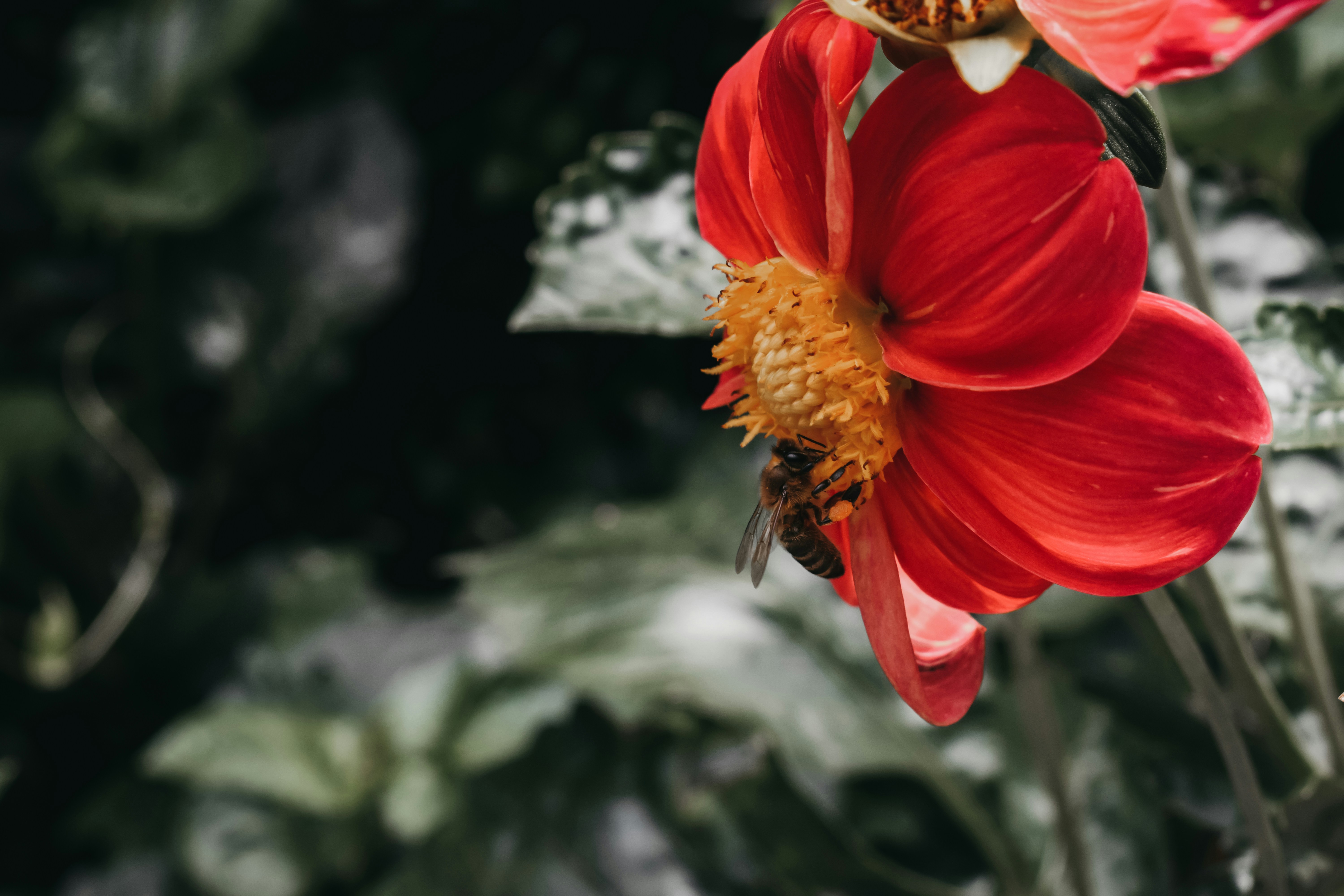 Photo by darya_tryfanava