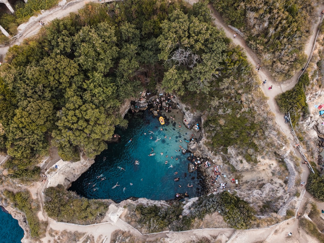 aerial view of green trees beside body of water during daytime