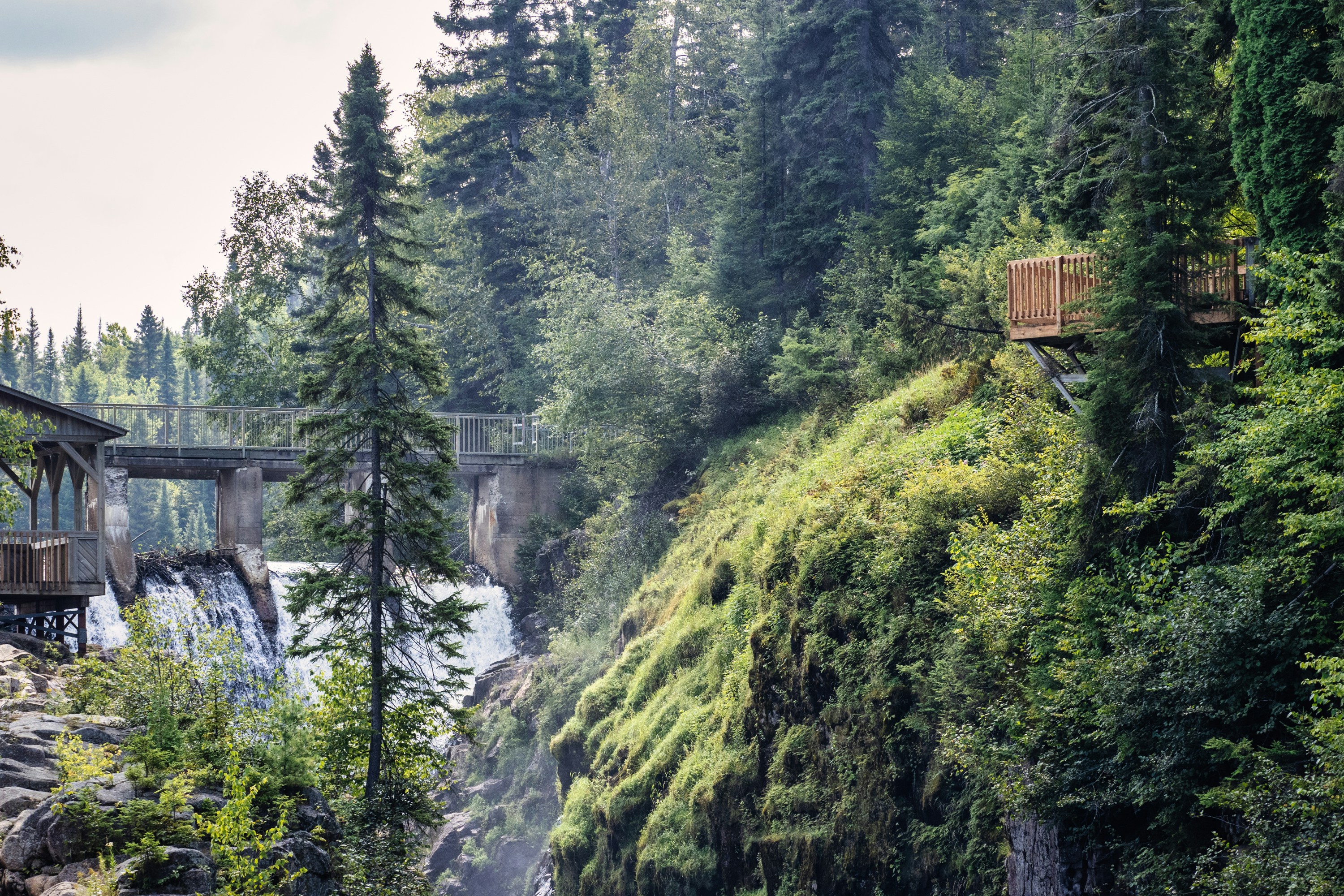 green trees near bridge during daytime