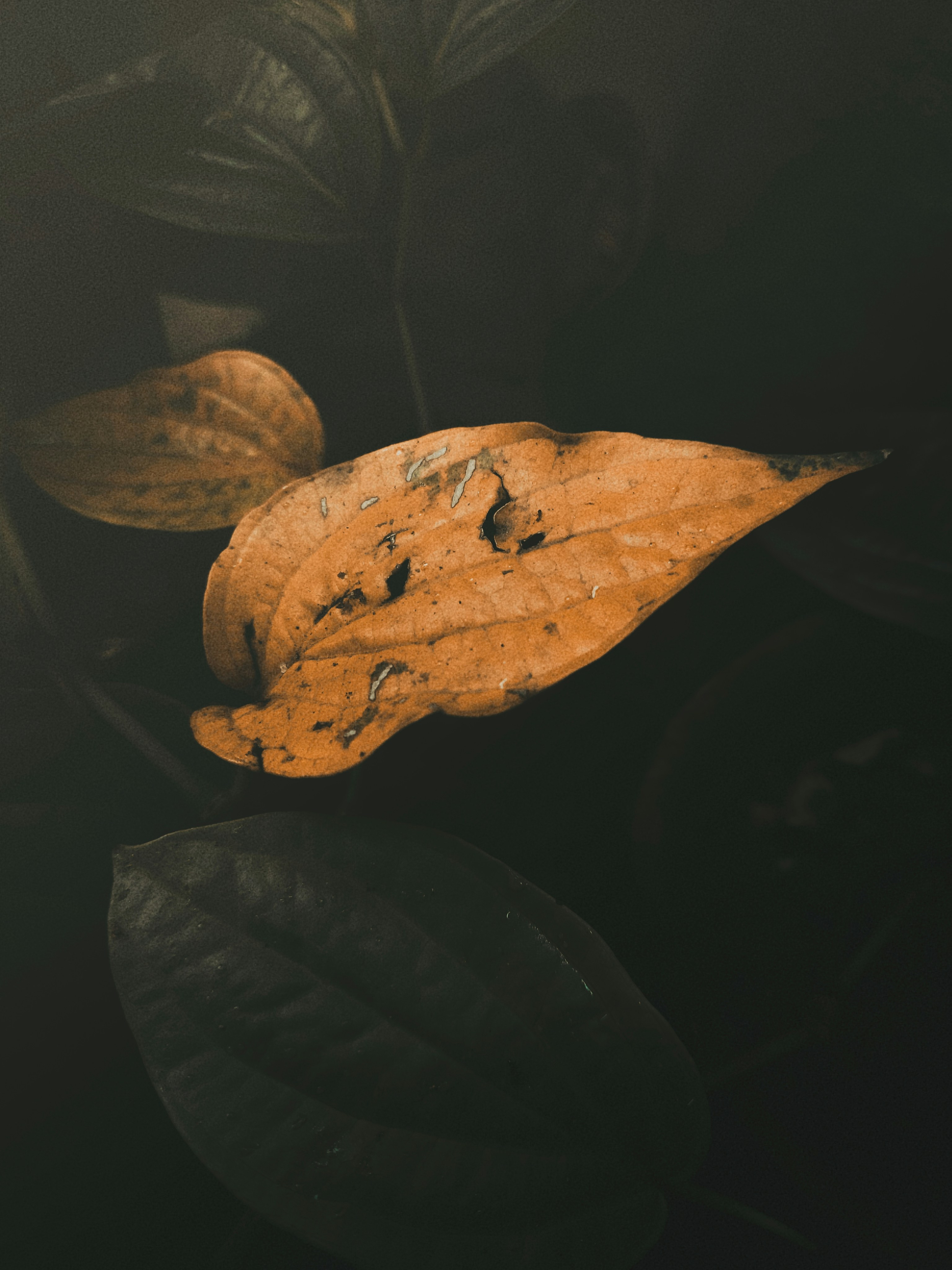 daun kering coklat pada permukaan hitam
