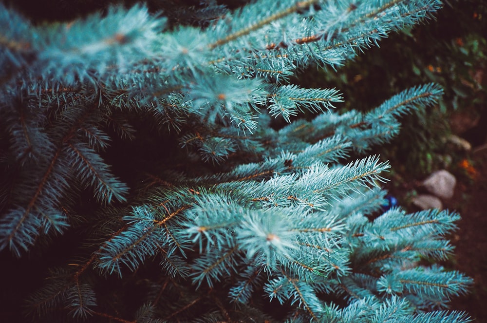 green pine tree covered with snow