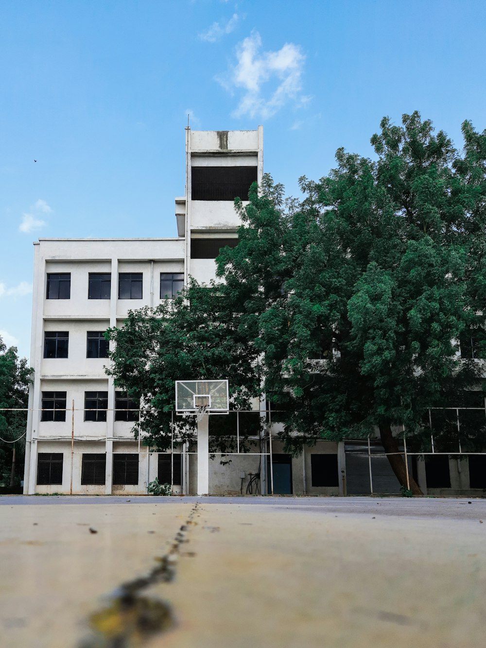 green tree near white concrete building during daytime