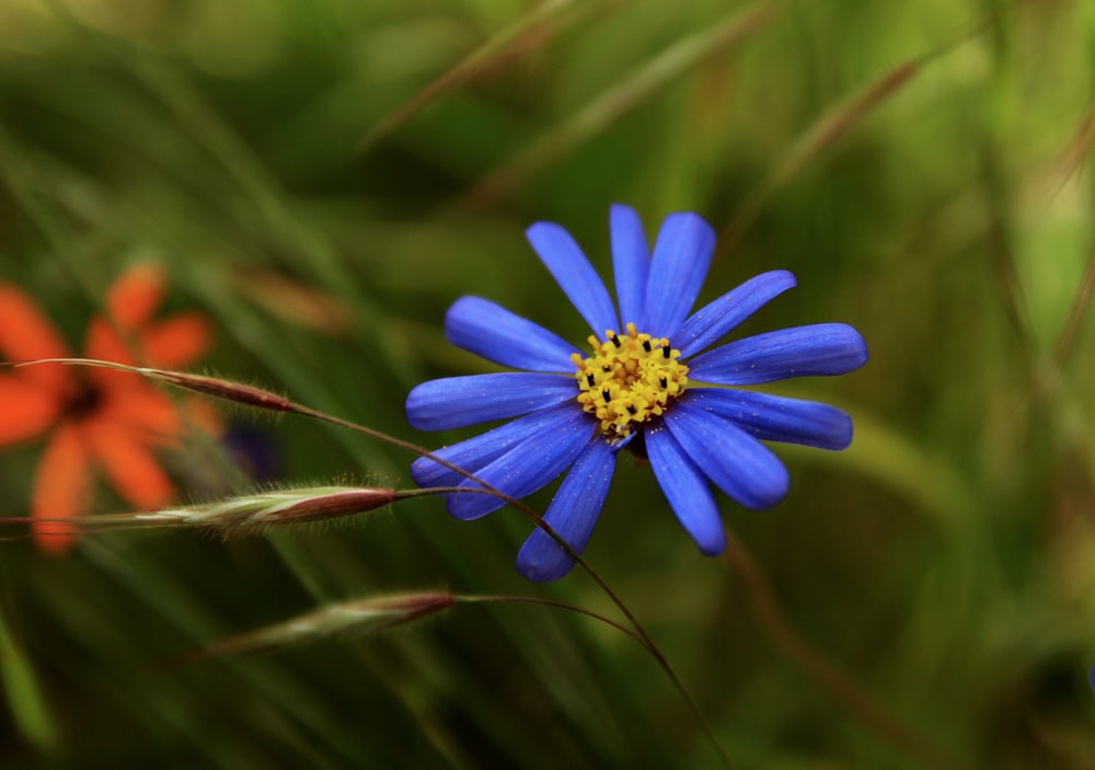 blue and white flower in bloom during daytime