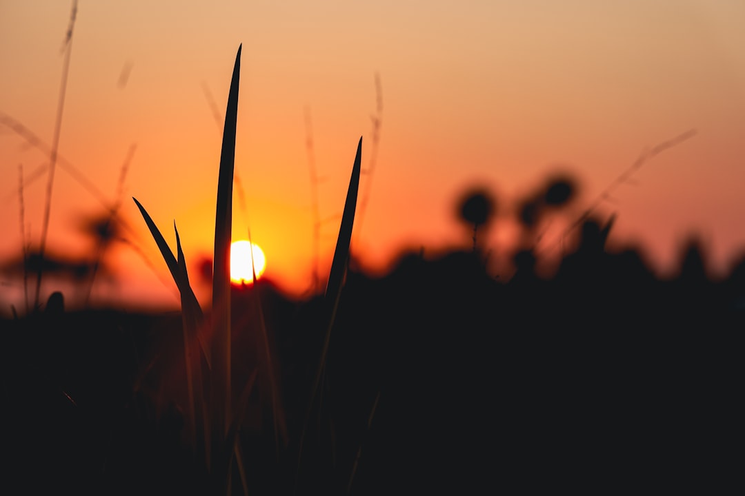 silhouette of grass during sunset