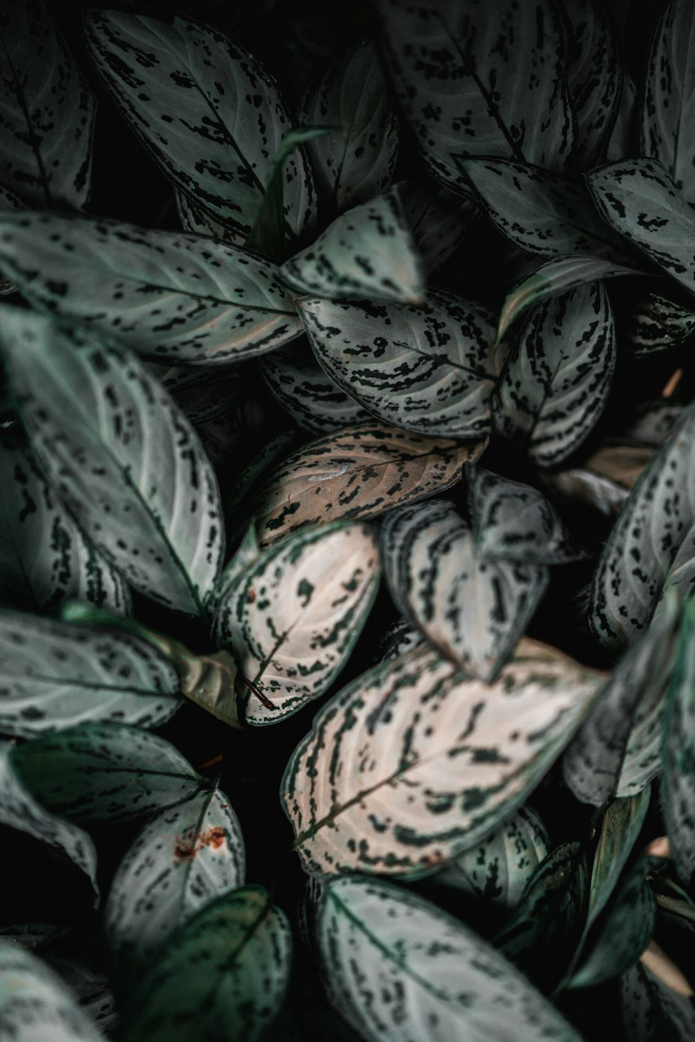 green and brown leaves in close up photography