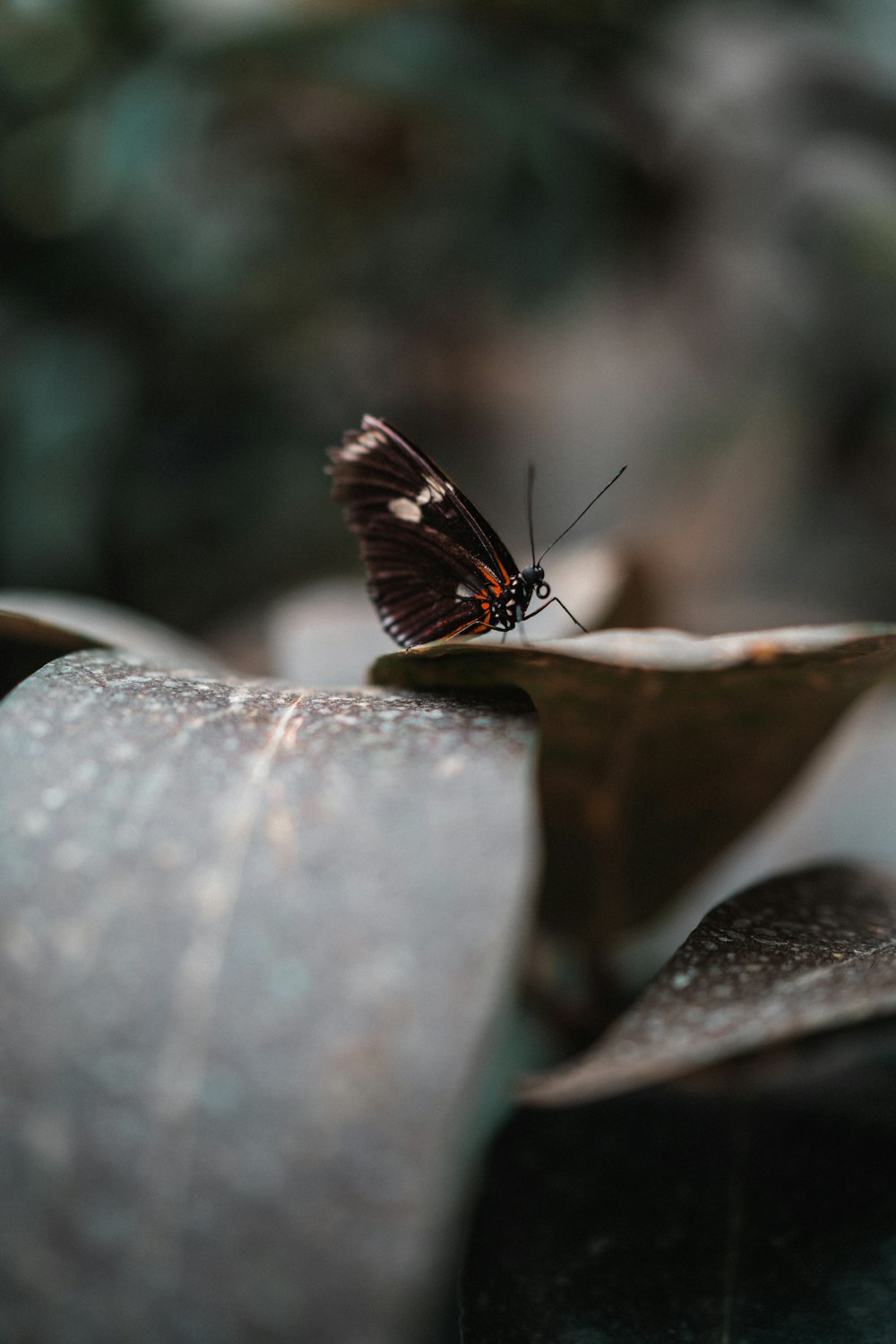 brown and white butterfly on brown wood