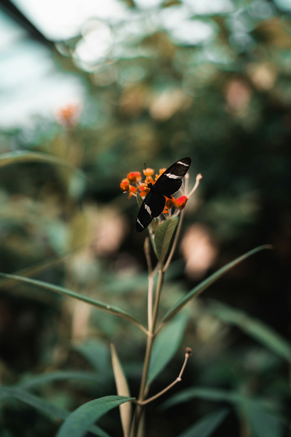 black and orange butterfly perched on orange flower in close up photography during daytime