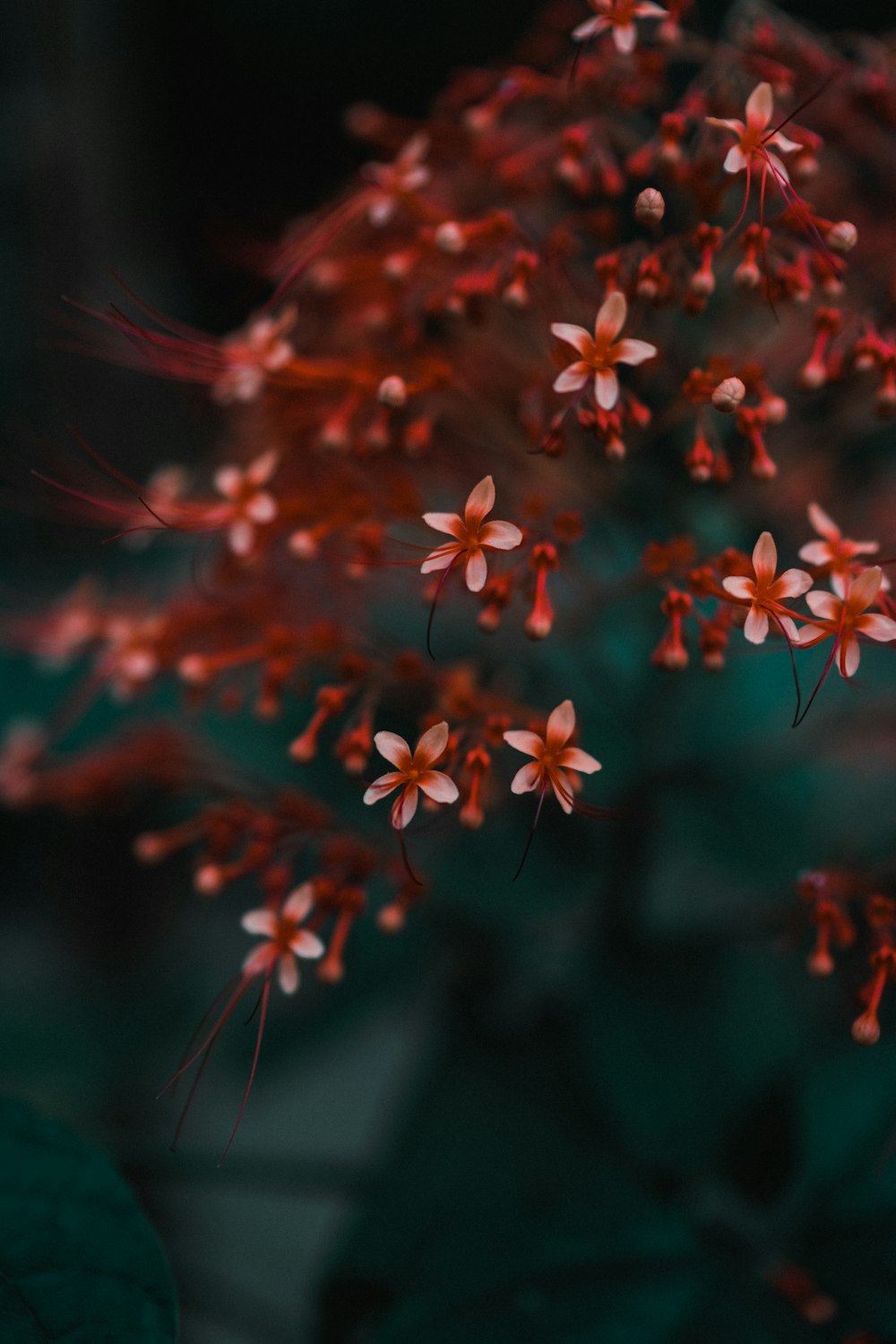 red and yellow flower in tilt shift lens