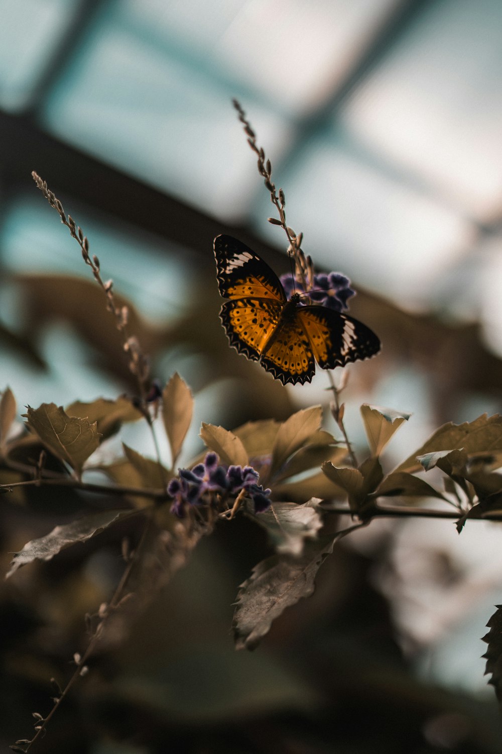 brown and black butterfly perched on purple flower during daytime