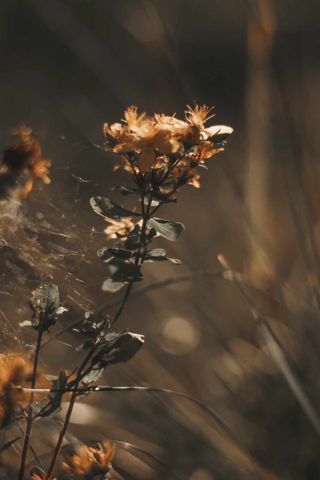 yellow flower in tilt shift lens