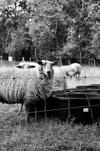 Several sheep are standing in a grassy field, surrounded by a wire fence. A few black plastic tubs are also present in the foreground, likely used for feeding or watering the sheep. The background consists of dense trees that indicate a rural setting.