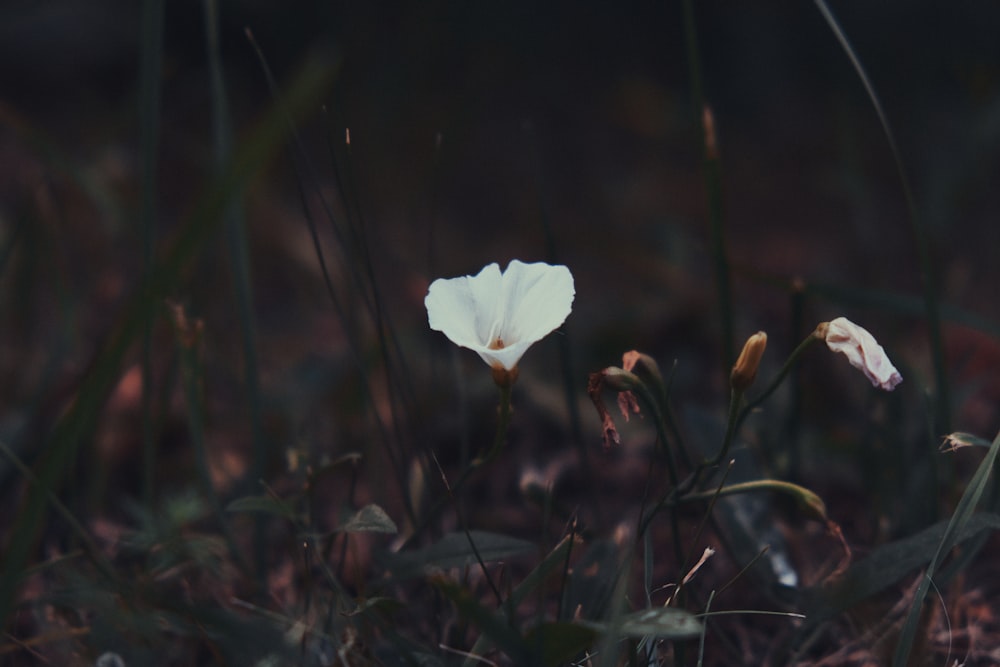 white flower in the middle of green grass