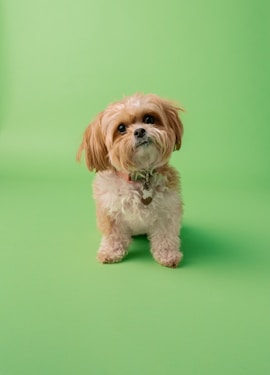 white and brown long coated small dog on green textile