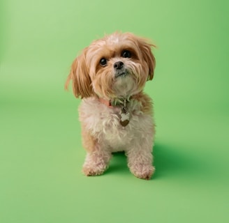 white and brown long coated small dog on green textile