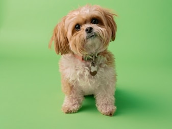 white and brown long coated small dog on green textile