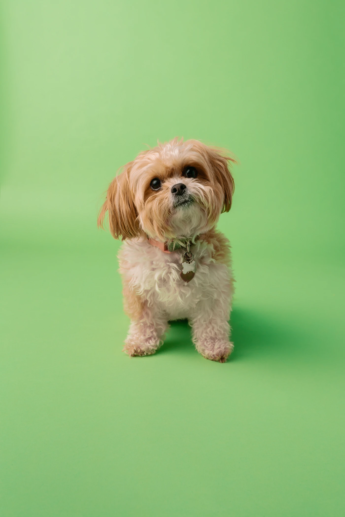 Guide Chiot, méthode positive