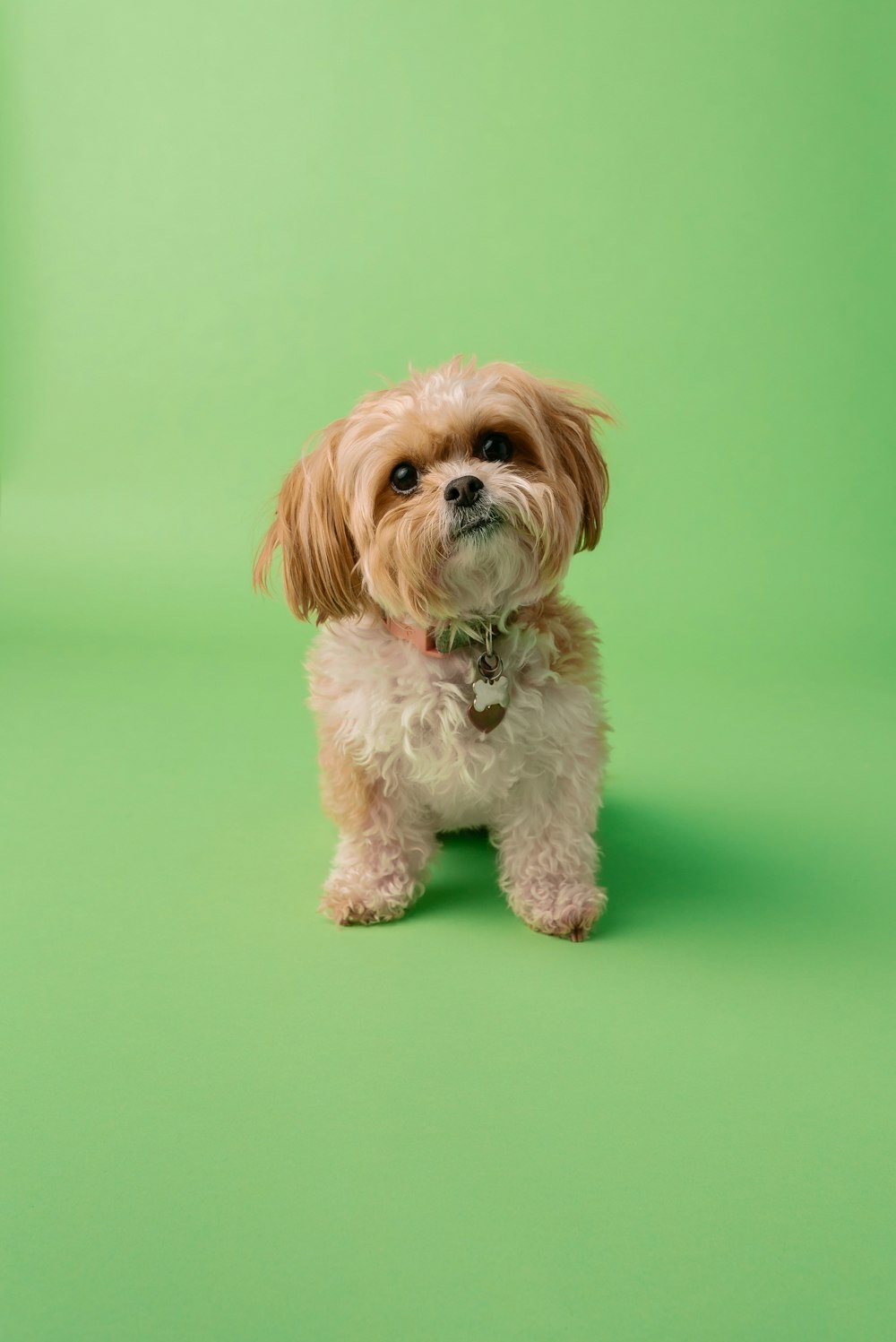 Perro pequeño de pelo largo blanco y marrón sobre tela verde