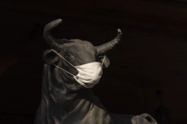 black and white cow head