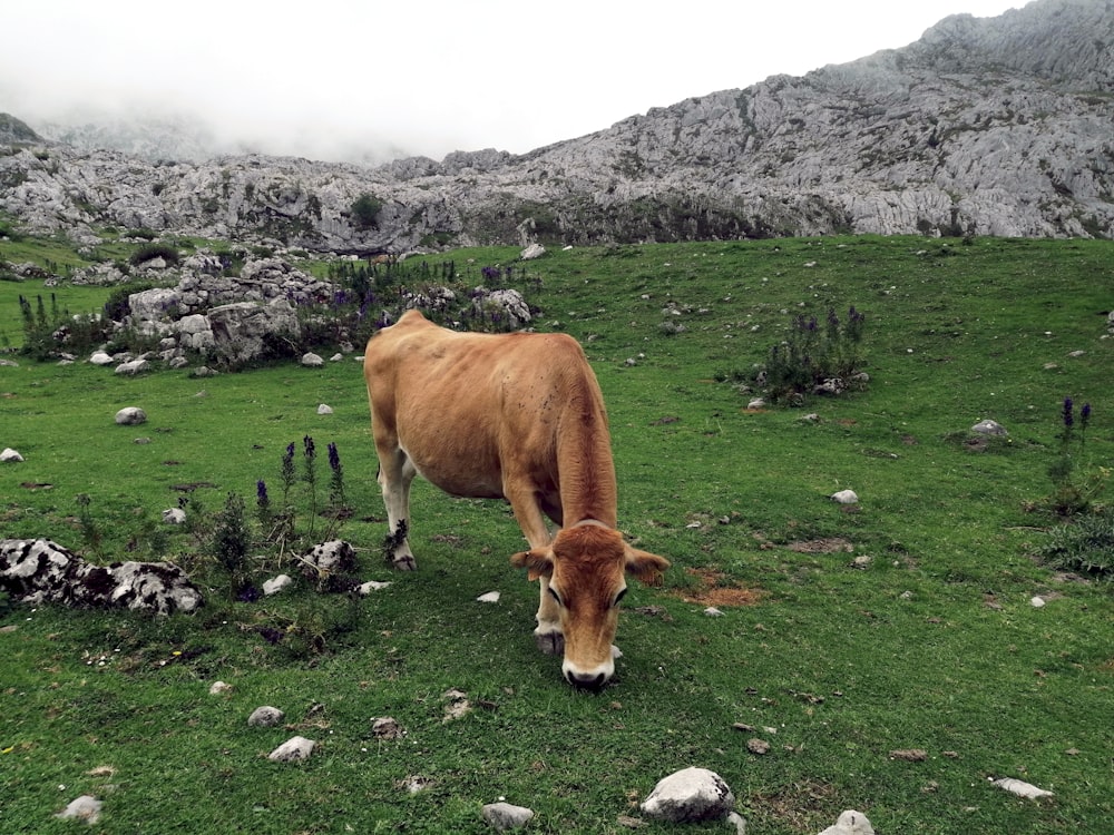 brown cow on green grass field during daytime