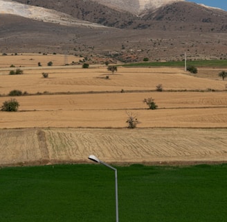 green grass field near mountain during daytime