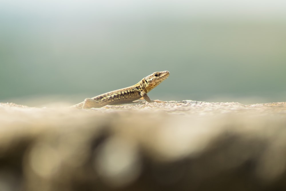 brown and black lizard on white sand during daytime