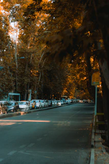 Golden hour light spilling over a quiet Toronto street lined with autumn trees.
