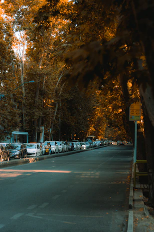 Golden hour light spilling over a quiet Toronto street lined with autumn trees.