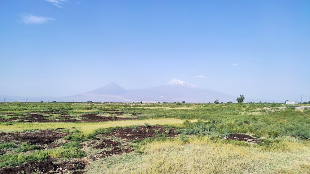 Champ d’herbe verte près des montagnes sous le ciel bleu pendant la journée